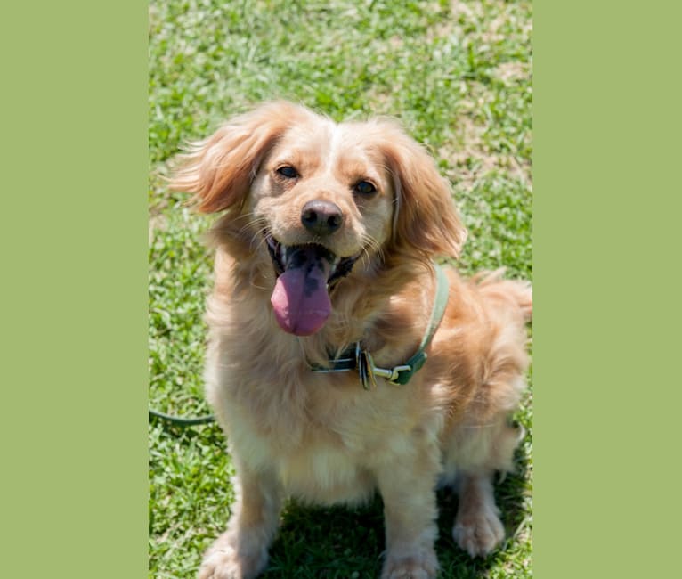 Muppy, a Cocker Spaniel and Rat Terrier mix tested with EmbarkVet.com