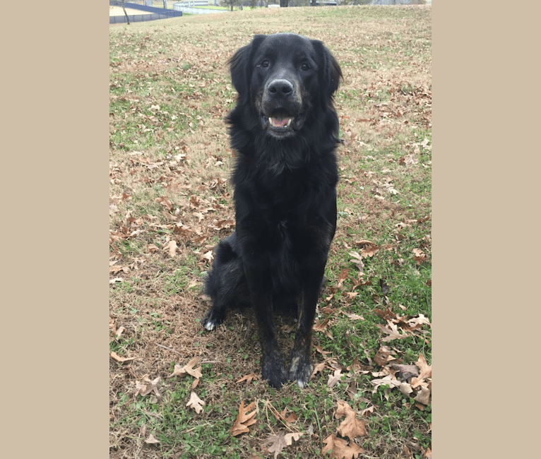 English shepherd sale golden retriever mix