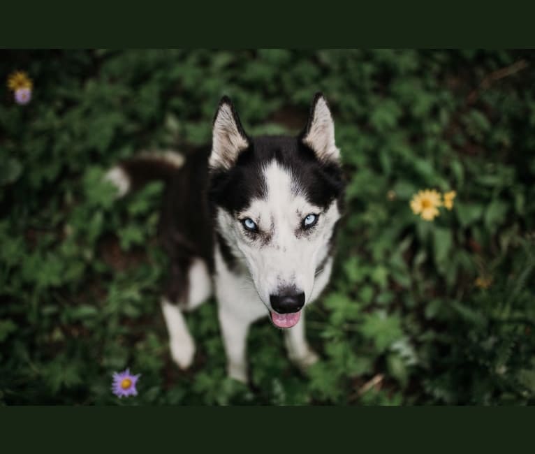 Tucker, a Siberian Husky tested with EmbarkVet.com