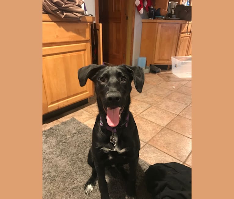 German shepherd german shorthair mix top