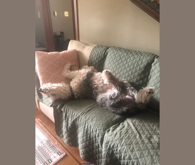 Harri, an Old English Sheepdog tested with EmbarkVet.com