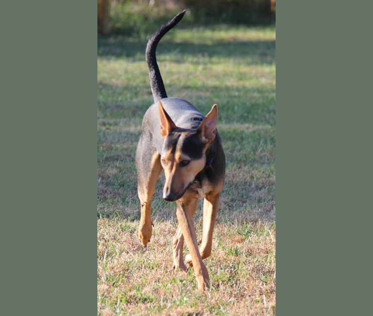 Kuno, a South Asian Village Dog tested with EmbarkVet.com