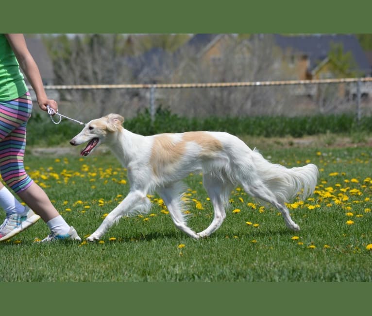Abbey, a Silken Windhound tested with EmbarkVet.com