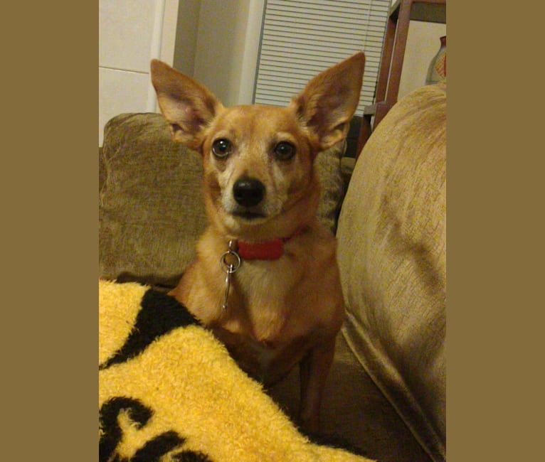 Dotty, a Chihuahua and Dachshund mix tested with EmbarkVet.com