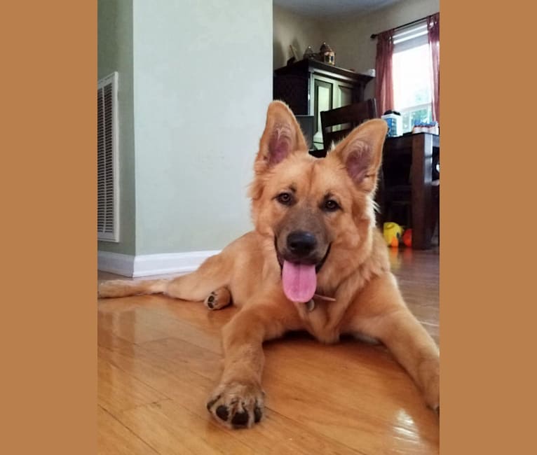 Hershey, a German Shepherd Dog and Chow Chow mix tested with EmbarkVet.com