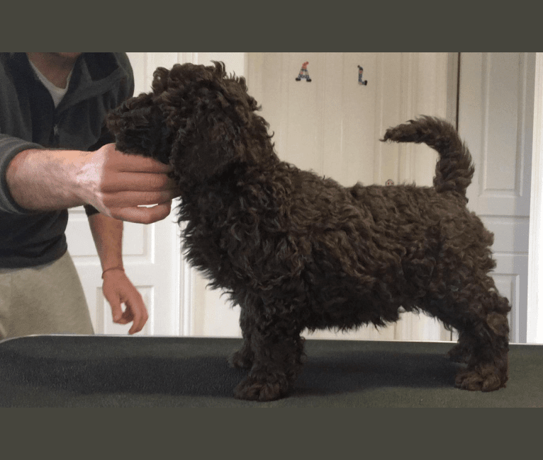 Paco, a Spanish Water Dog tested with EmbarkVet.com