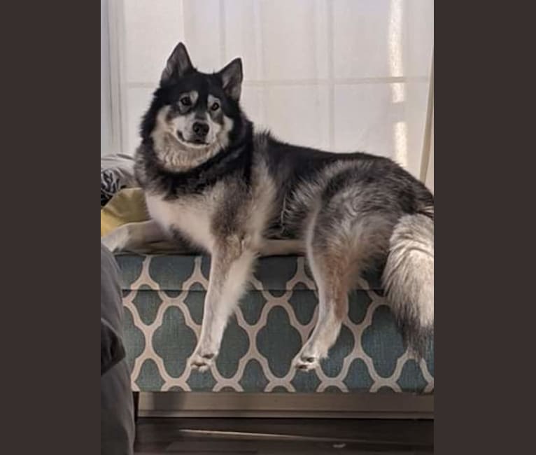 Gemini, a Siberian Husky and Alaskan Malamute mix tested with EmbarkVet.com