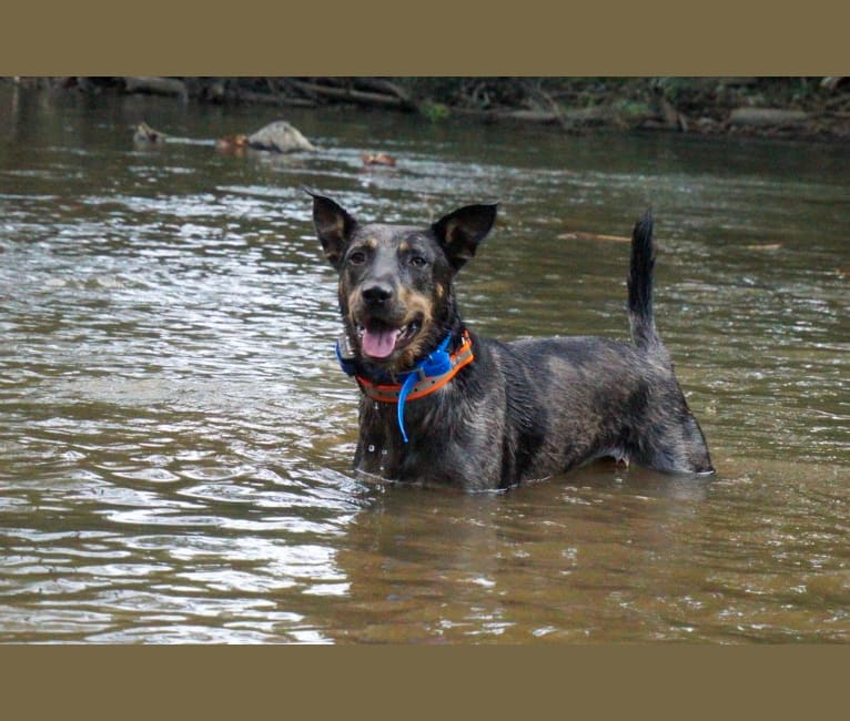 Rhett, a Catahoula Leopard Dog and Siberian Husky mix tested with EmbarkVet.com