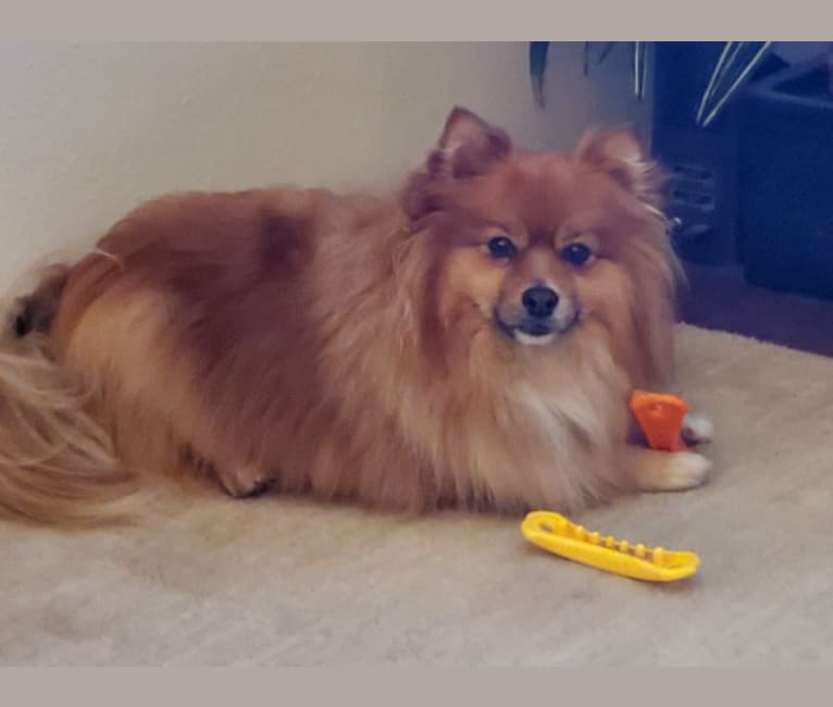 Bear, a Pomeranian tested with EmbarkVet.com