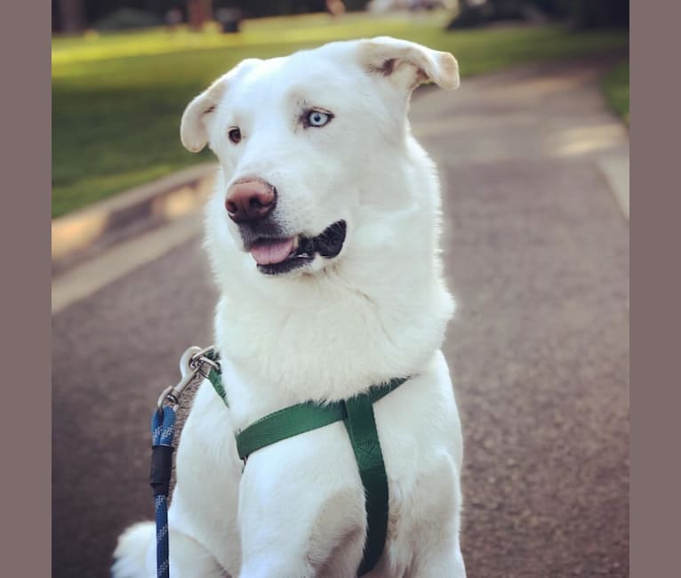 Casper, a Siberian Husky and Great Pyrenees mix tested with EmbarkVet.com