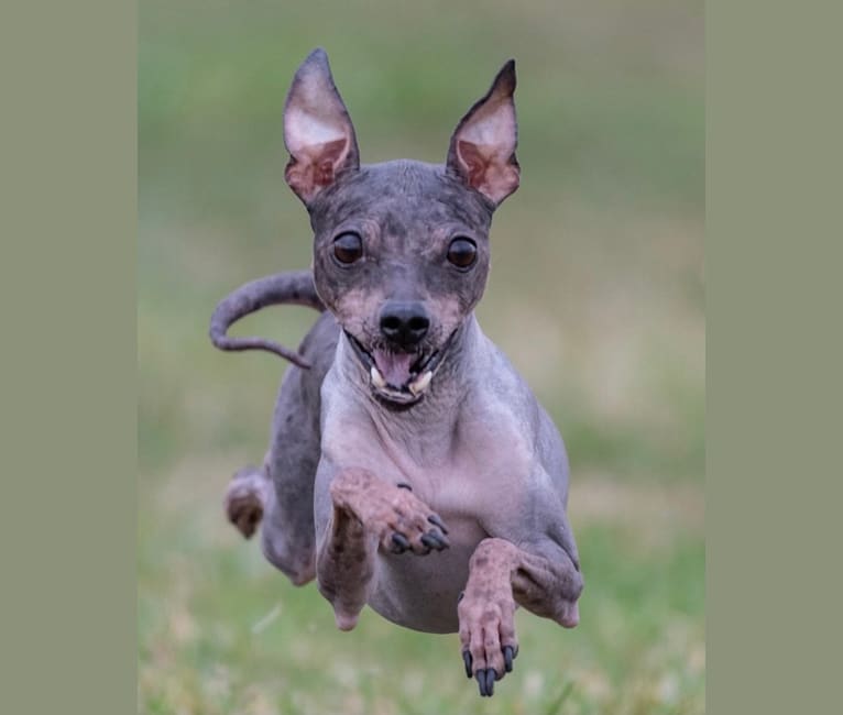 Lucy, an American Hairless Terrier tested with EmbarkVet.com