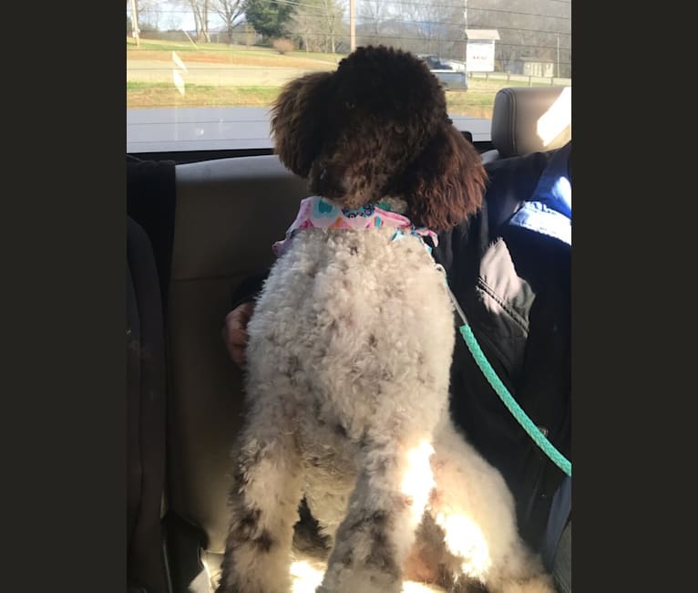 Photo of Tilly, a Poodle (Standard) 