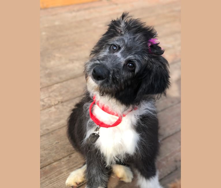 Photo of Cailin, a Poodle (Standard) and English Shepherd mix