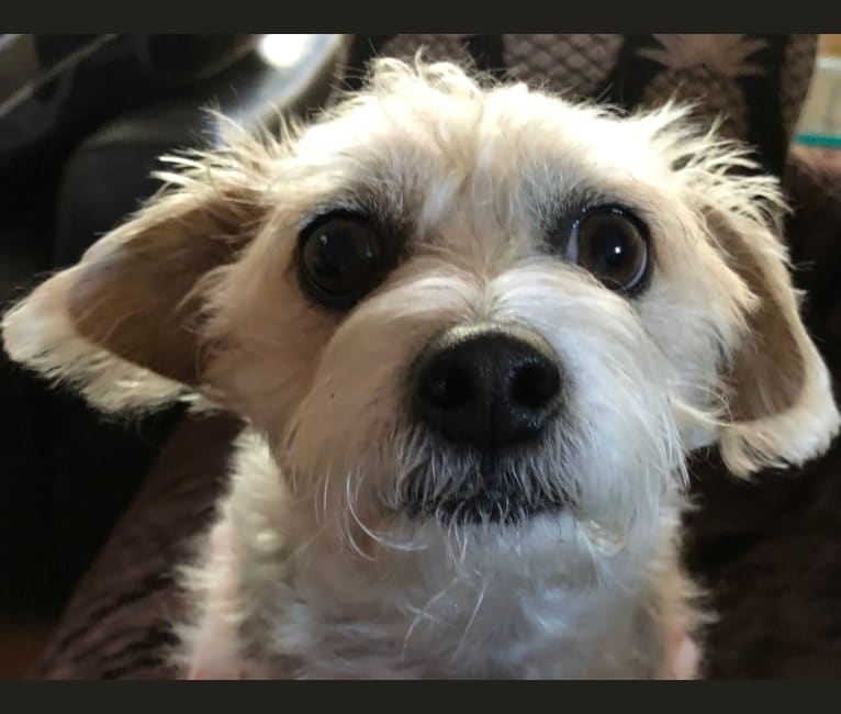 Photo of Pippa, a Poodle (Small), Chihuahua, and Shih Tzu mix in San Bernardino, California, USA