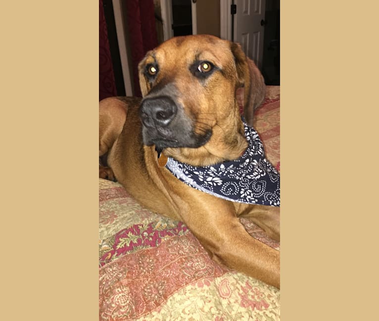 Major, a Rottweiler and Redbone Coonhound mix tested with EmbarkVet.com
