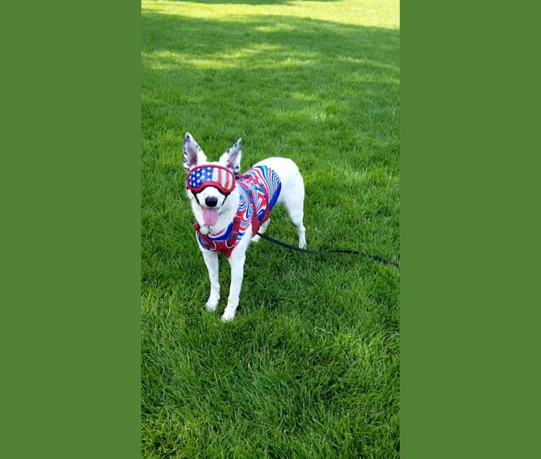 MAXIMILLIAN, a Border Collie (6.1% unresolved) tested with EmbarkVet.com