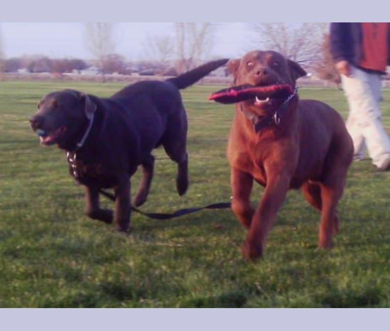 Caviar, a Labrador Retriever tested with EmbarkVet.com