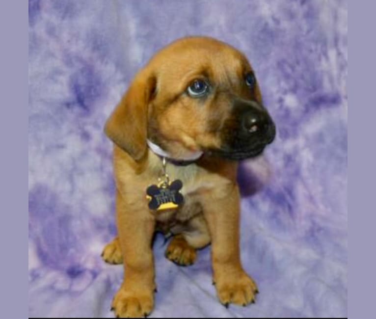 Sansa, a Labrador Retriever and German Shepherd Dog mix tested with EmbarkVet.com