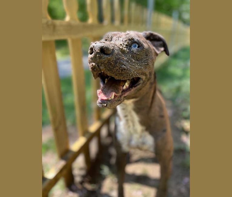 Photo of Atticus, an Australian Cattle Dog, American Pit Bull Terrier, American Staffordshire Terrier, Boxer, and Mixed mix in Alabama, USA