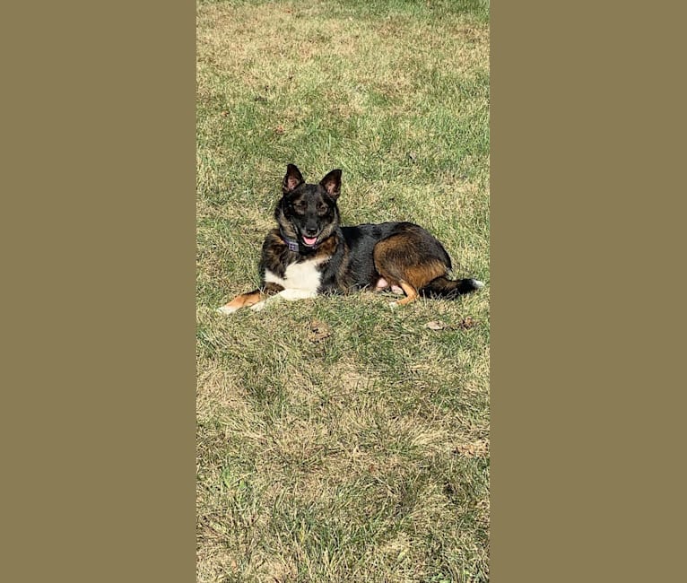 Photo of Bella, a Norwegian Elkhound, Miniature/MAS-type Australian Shepherd, Australian Shepherd, and Mixed mix in Lancaster, Pennsylvania, USA