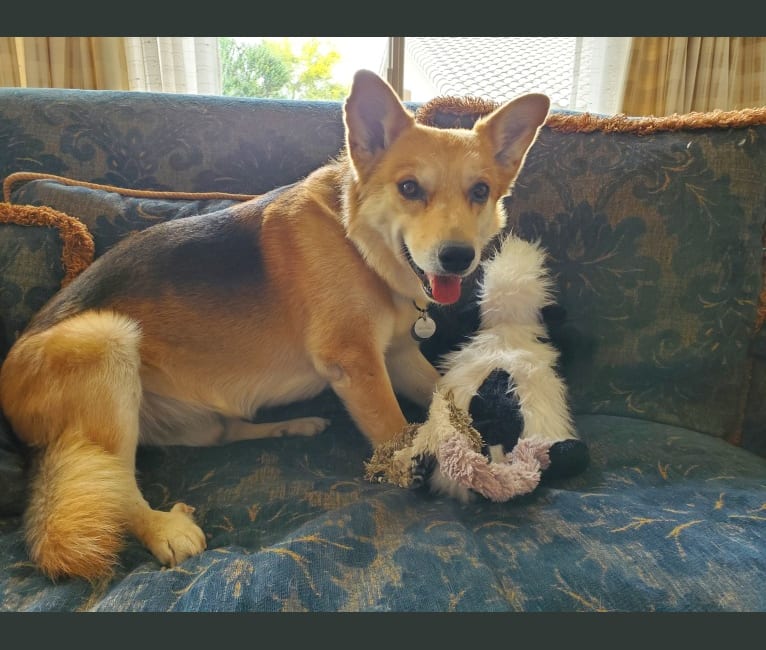 Riley, an American Eskimo Dog and Rottweiler mix tested with EmbarkVet.com