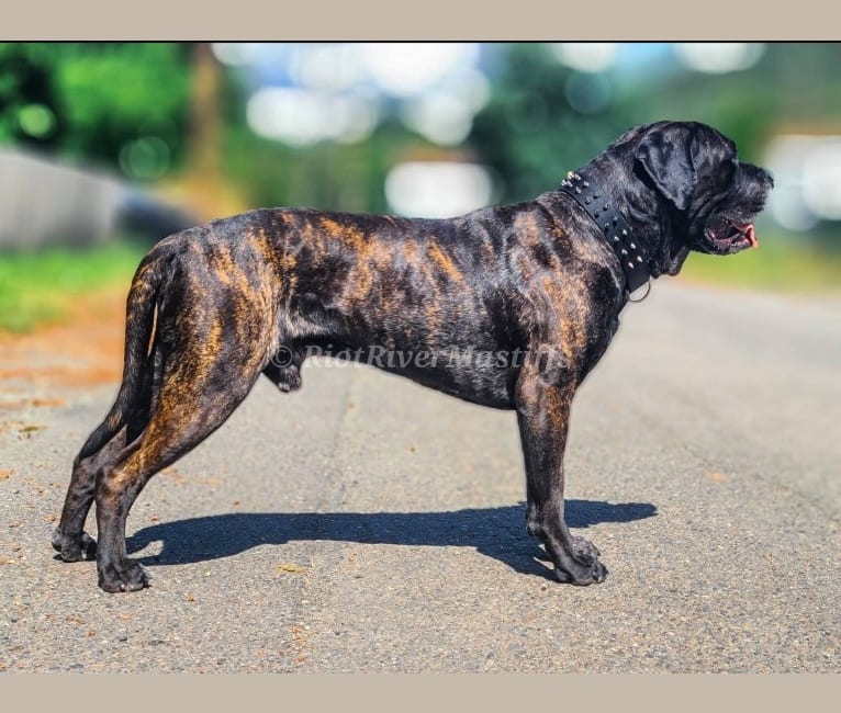 Photo of Trigger, a Mastiff and Neapolitan Mastiff mix in Orland, California, USA