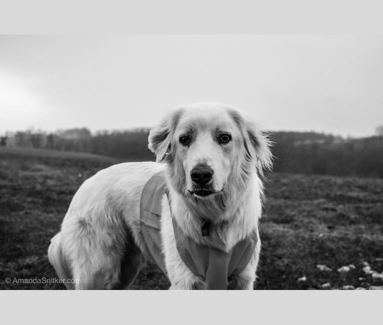 Teddy, an Anatolian Shepherd Dog and Great Pyrenees mix tested with EmbarkVet.com