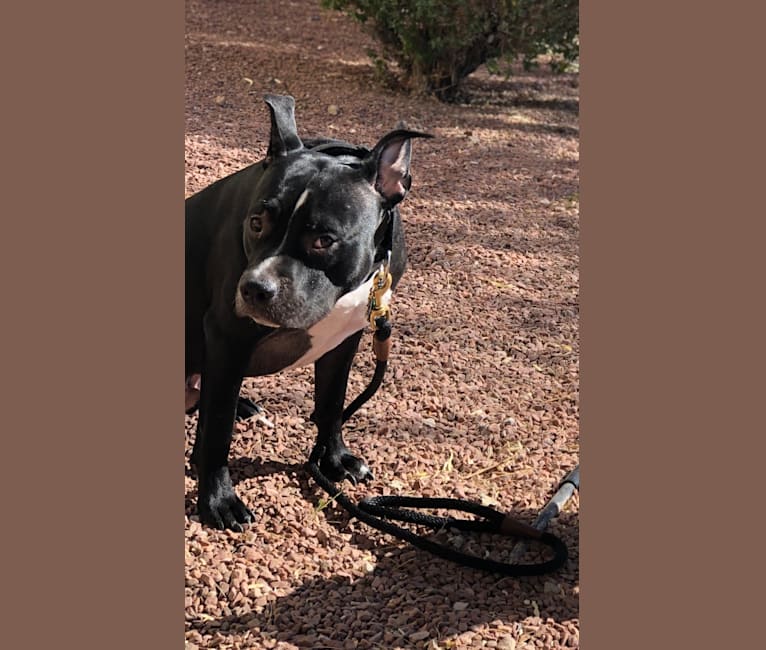 Mickey, an American Bully tested with EmbarkVet.com