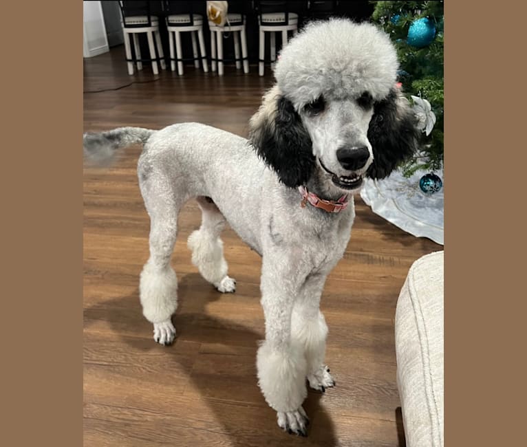 Poodle dna testing clearance