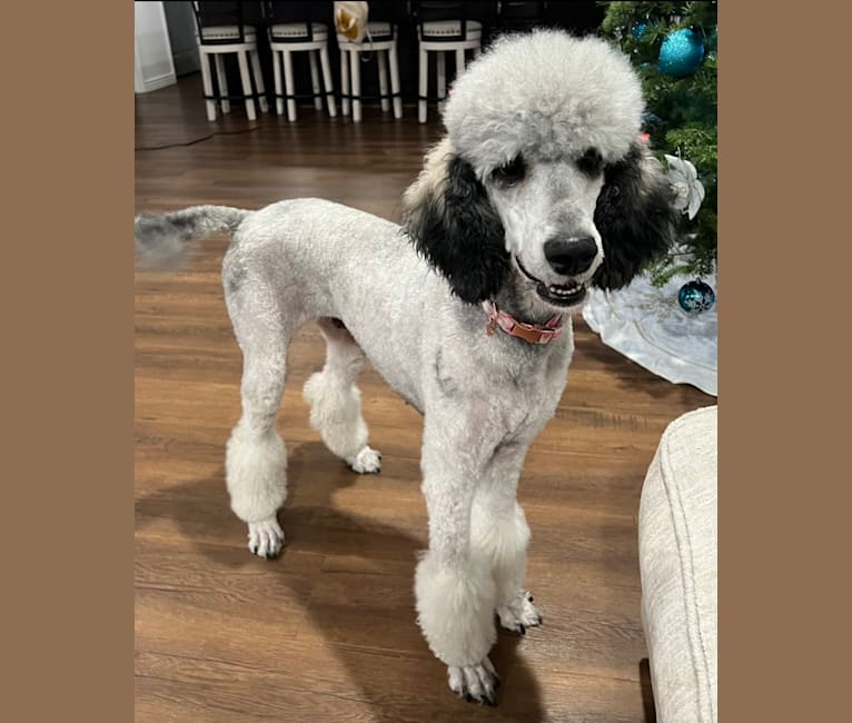 Katana, a Poodle (Standard) tested with EmbarkVet.com