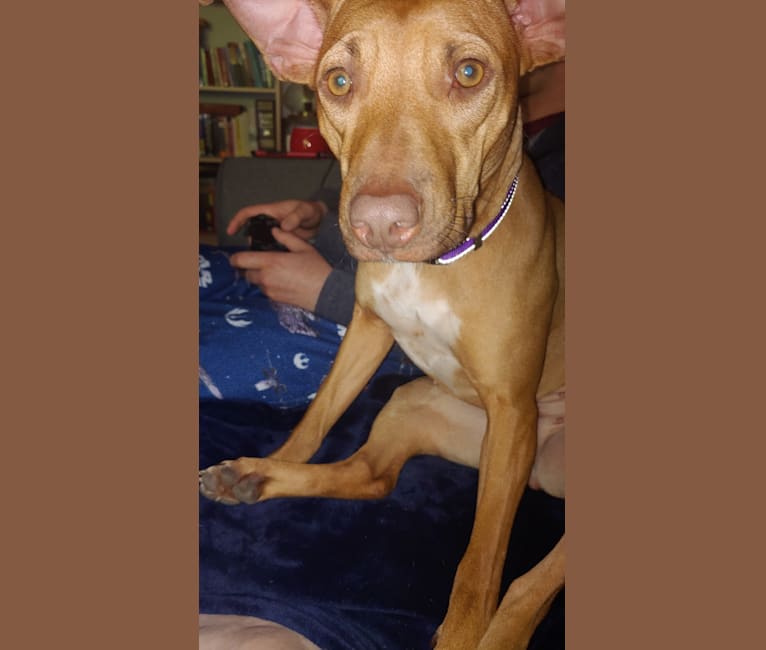 Purple Rain, an American Pit Bull Terrier and Pharaoh Hound mix tested with EmbarkVet.com