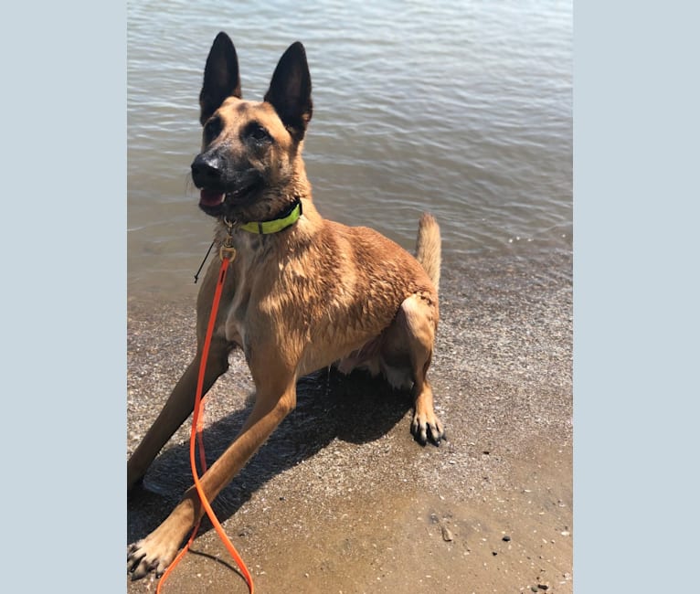 Embark Dog Dna Test Breed