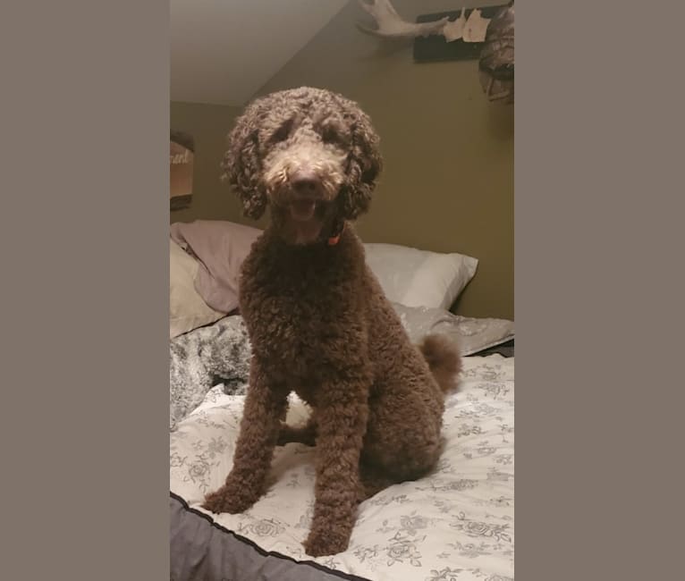 Photo of Maverick, a Poodle (Standard)  in Whitby, Ontario, Canada