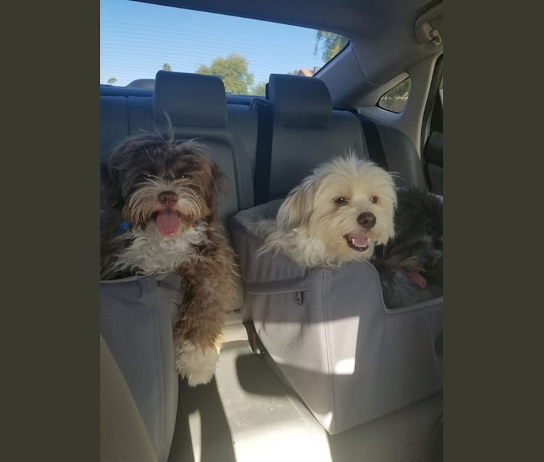 Tut, a Poodle (Small) and Shih Tzu mix tested with EmbarkVet.com