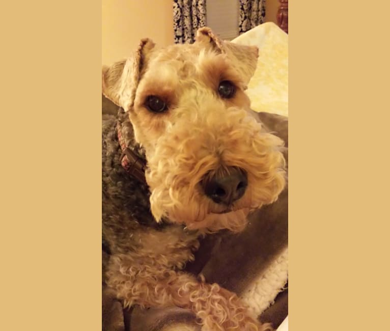 Photo of Riley, a Welsh Terrier  in Tennessee, USA
