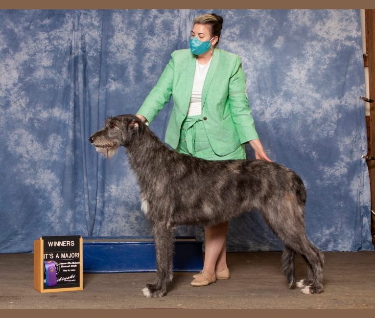 Photo of Velvet, an Irish Wolfhound  in Wisconsin, USA