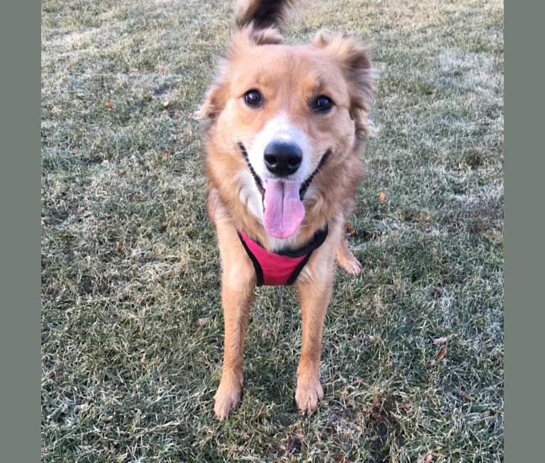 Ari, a Border Collie and Russell-type Terrier mix tested with EmbarkVet.com
