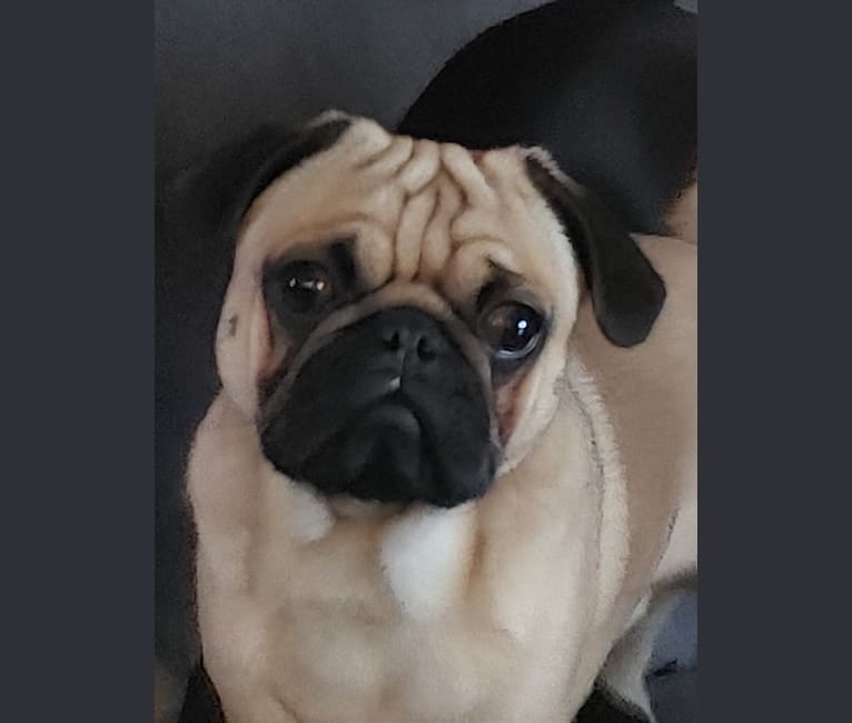 Photo of Leroy Fisher, a Pug 