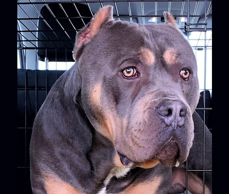 Menace, an American Bully tested with EmbarkVet.com