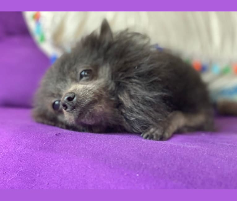 Bat Boy, a Pomeranian tested with EmbarkVet.com