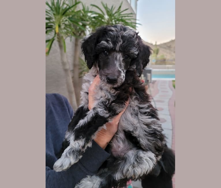 Photo of Loki, a Poodle (Standard)  in Phoenix, AZ, USA