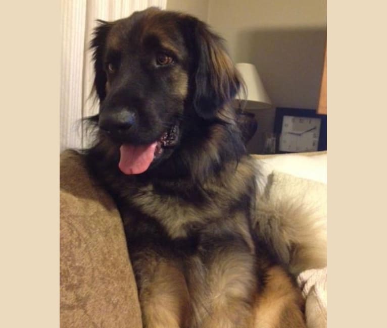 Photo of Nina, a Leonberger  in Los Angeles, California, USA