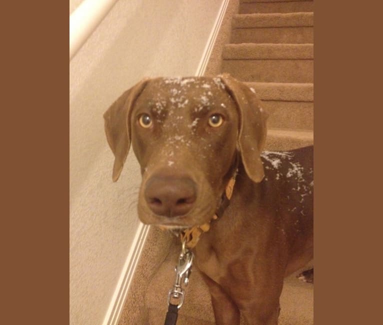 embark dog dna test breed