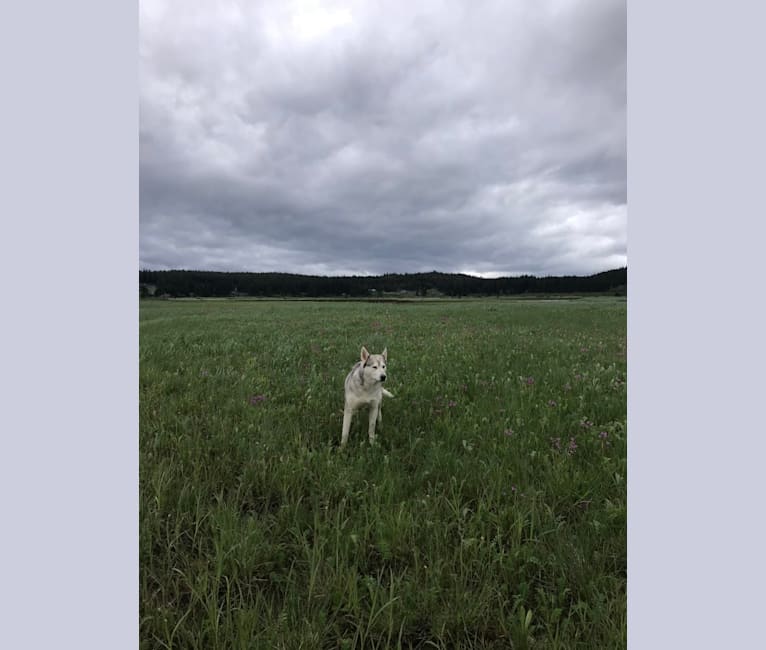 Shia, a Siberian Husky and Alaskan Malamute mix tested with EmbarkVet.com
