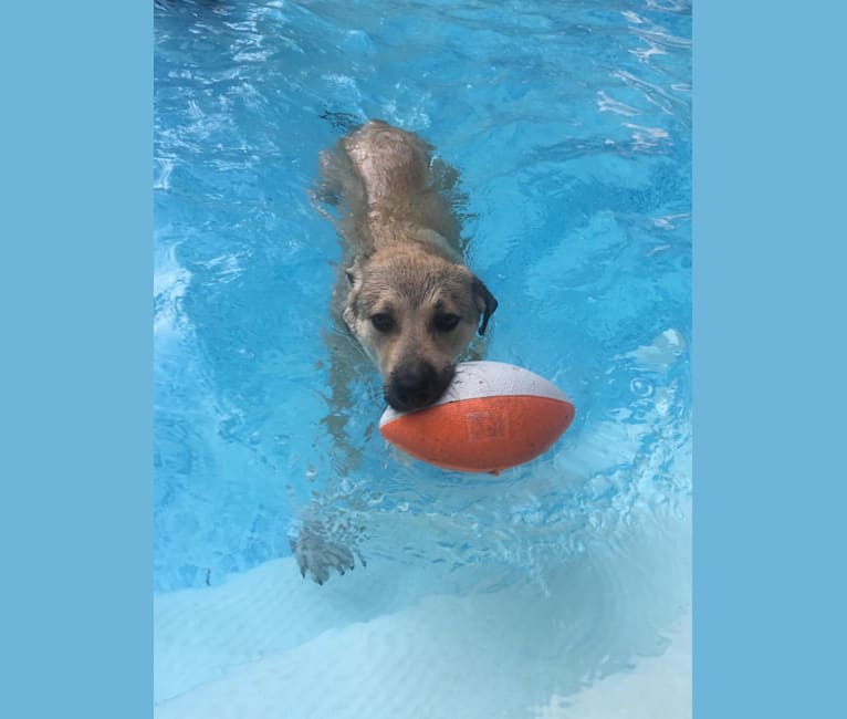 Maisey, a Great Pyrenees and Labrador Retriever mix tested with EmbarkVet.com
