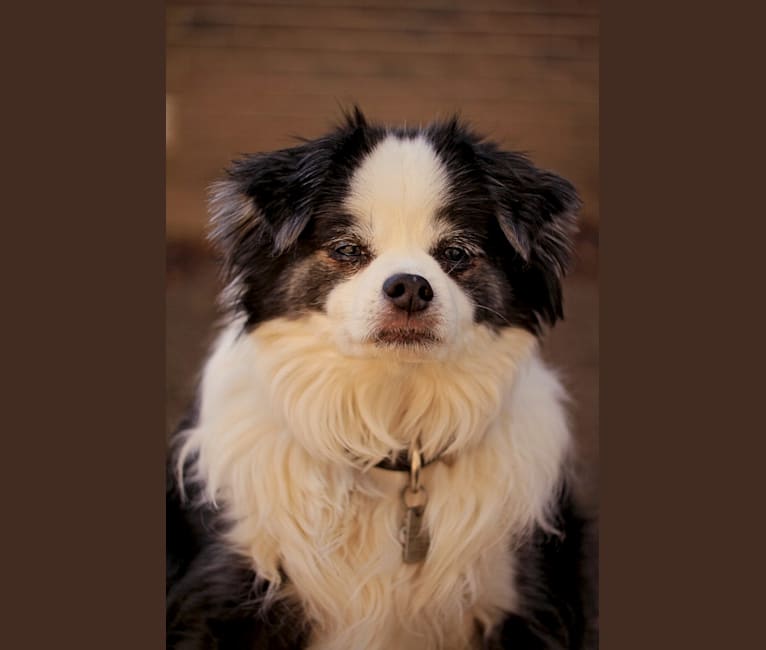 Bear, a Japanese Chin and Poodle (Small) mix tested with EmbarkVet.com