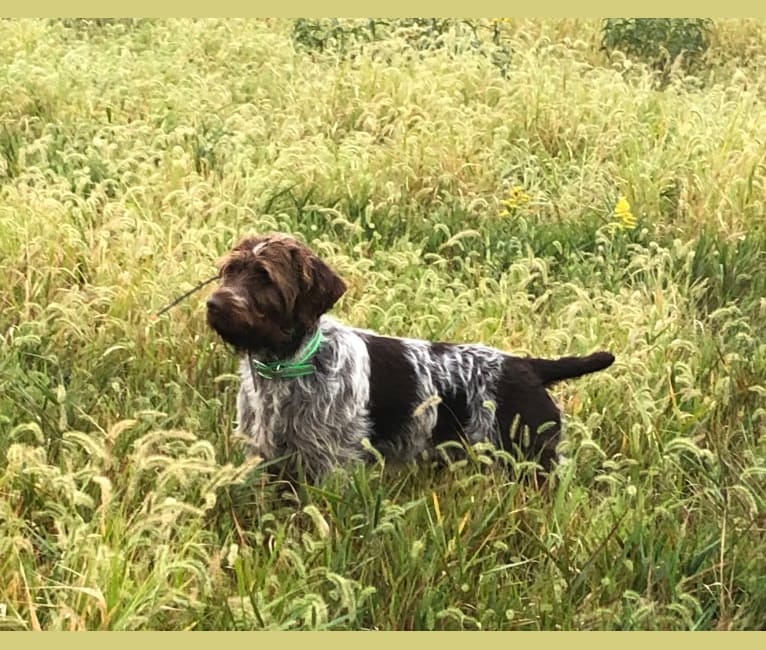 Photo of Rudy, a Wirehaired Pointing Griffon  in Belvue, KS, USA