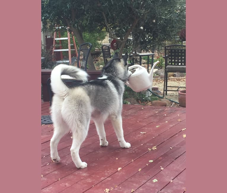 Photo of Romeo, a Siberian Husky and Alaskan Malamute mix in Oakland, California, USA
