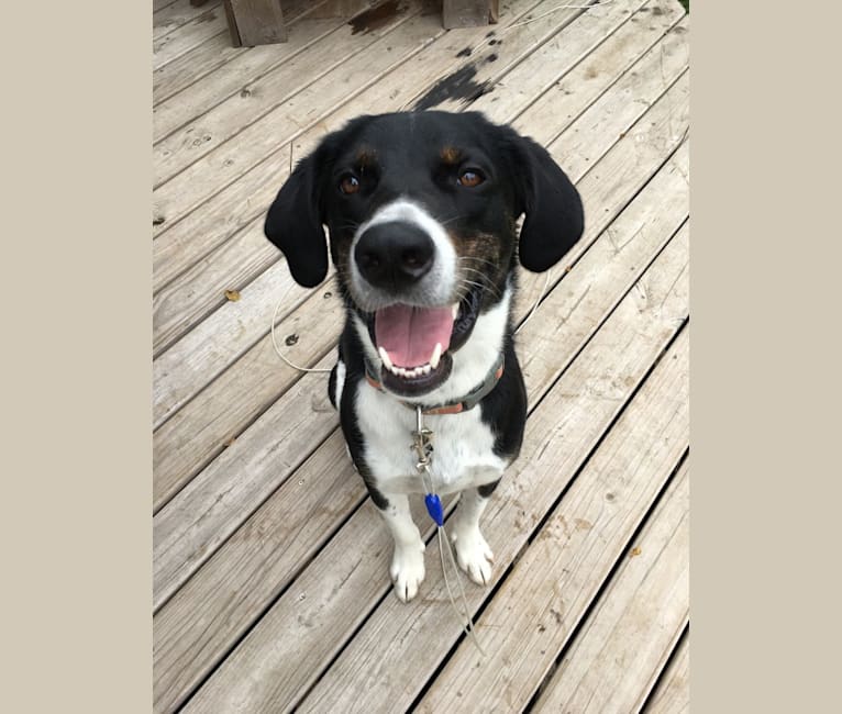 Photo of Beau, an Australian Cattle Dog, Great Pyrenees, Mountain Cur, and Labrador Retriever mix in Hampshire, Illinois, USA
