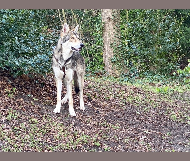 Kasper (Mountain Dew Phillip), a Saarloos Wolfdog tested with EmbarkVet.com